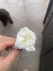 BFP after recent loss