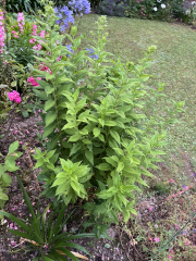 What is this bush?
