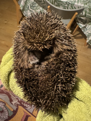 The One where TC moved to Scotland and joined the Excellent Cats