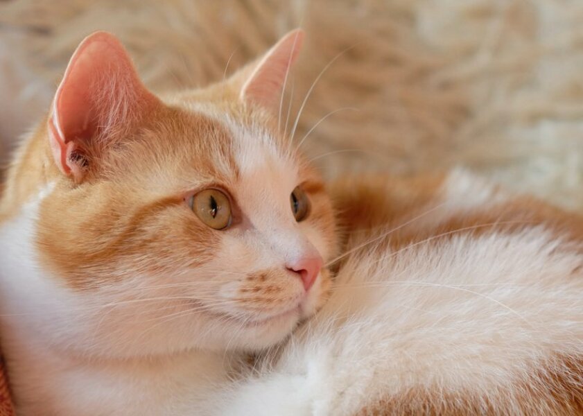 My cat will be put to sleep this afternoon. I think I have let him down very badly.