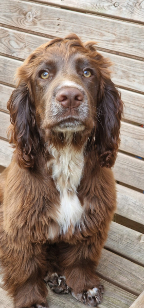 Puppy Survival Thread for New and Old Pups - Spring is around the corner!