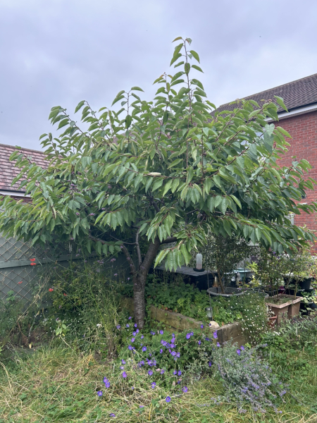 Fruit tree for screening