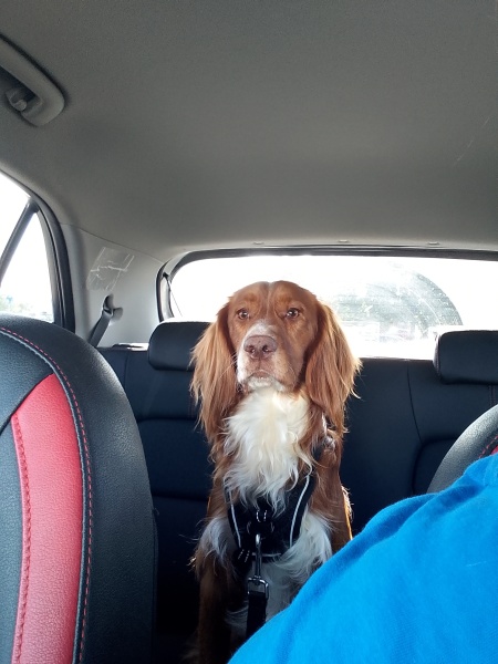 Puppy Survival Thread for New & Old Pups - Soon be Autumn 2024