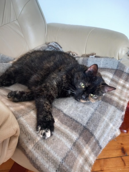 Oh help me, I looked at the "cats needing homes" page!