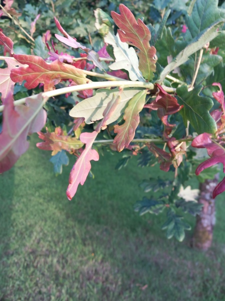 Should I be worried about my oak trees?