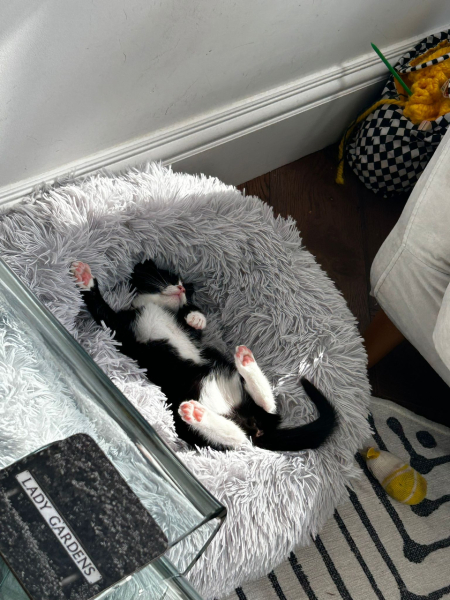 2 rescue fluffies coming to our house today