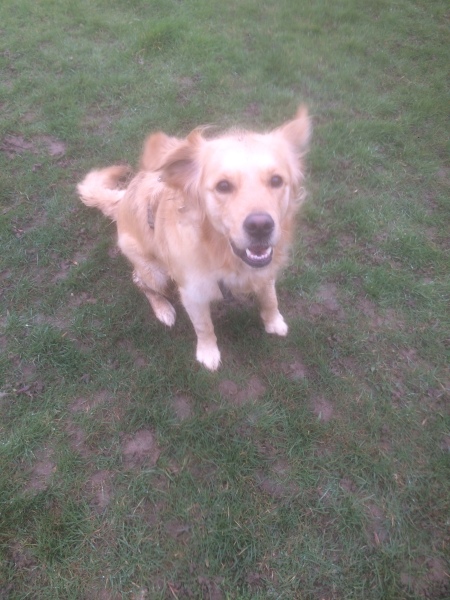 The Best Dog in the World