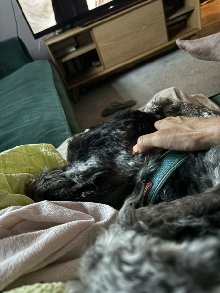 The Best Dog in the World
