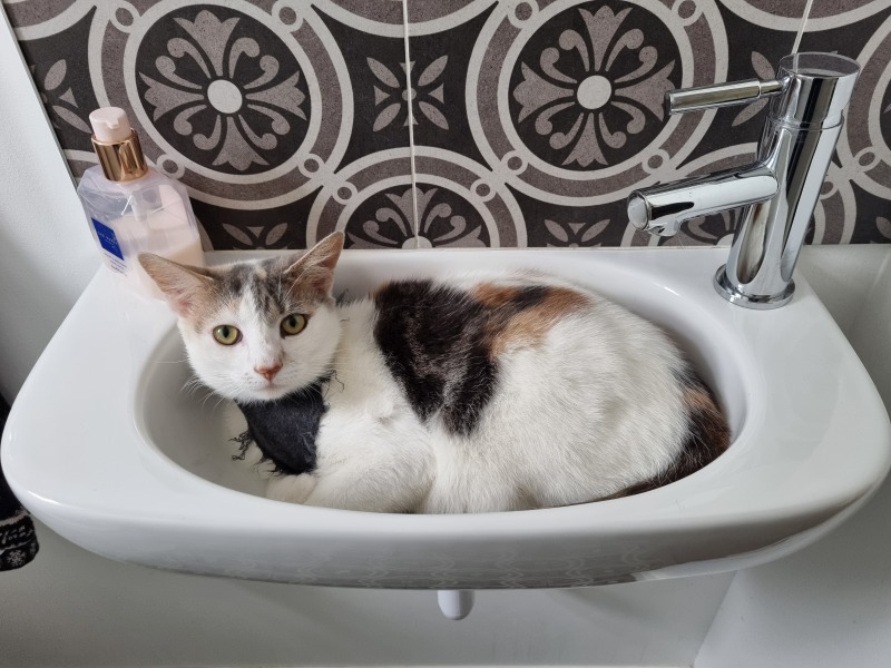 wtf is wrong with my cat