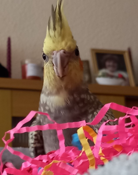 Thread 4 Starmer: Fighting back with brooms and community.