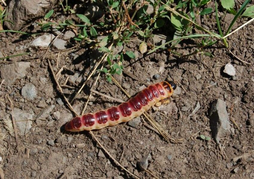 Neighbours freaking out about my under house python- Mr Hissy