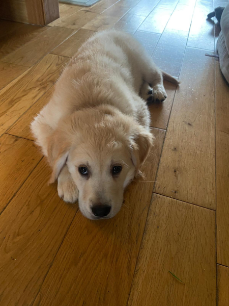 Puppy Survival Thread for New and Old Pups - Spring is around the corner!