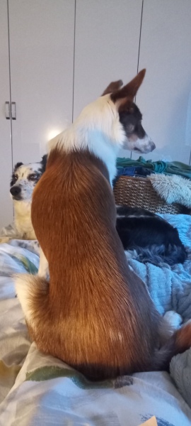 The Best Dog in the World