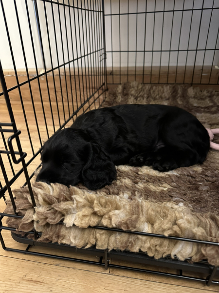 Puppy Survival Thread for New and Old Pups - Spring is around the corner!