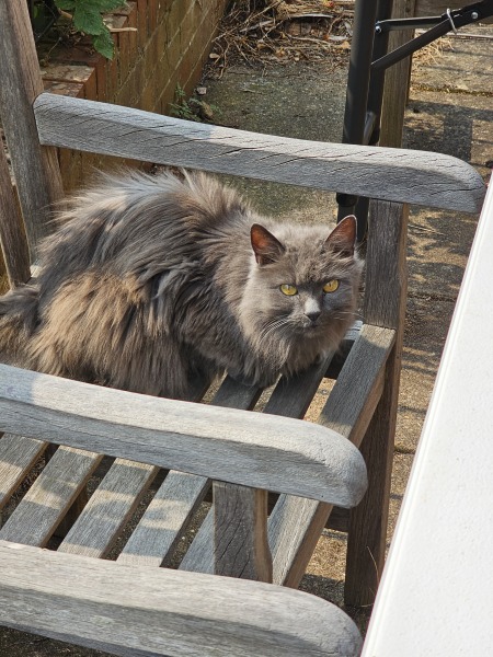 To think having an indoor cat is cruel?