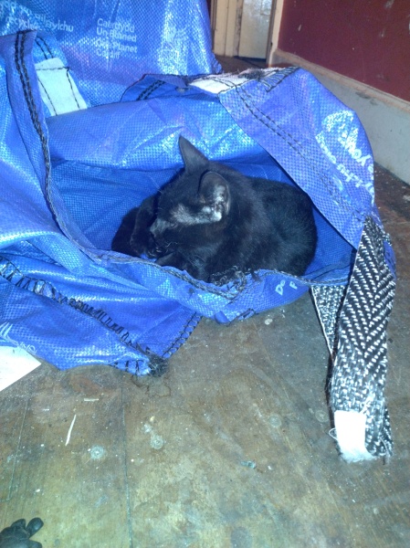 Passports, buckets and spades - the Excellent Cats go on their holidays