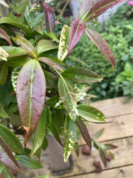 What’s wrong with my trachelospermum jasminoides?