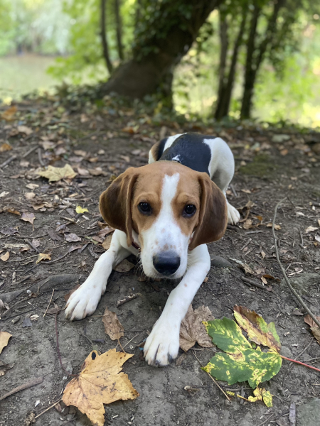 Puppy Survival Thread for New & Old Pups - Soon be Autumn 2024