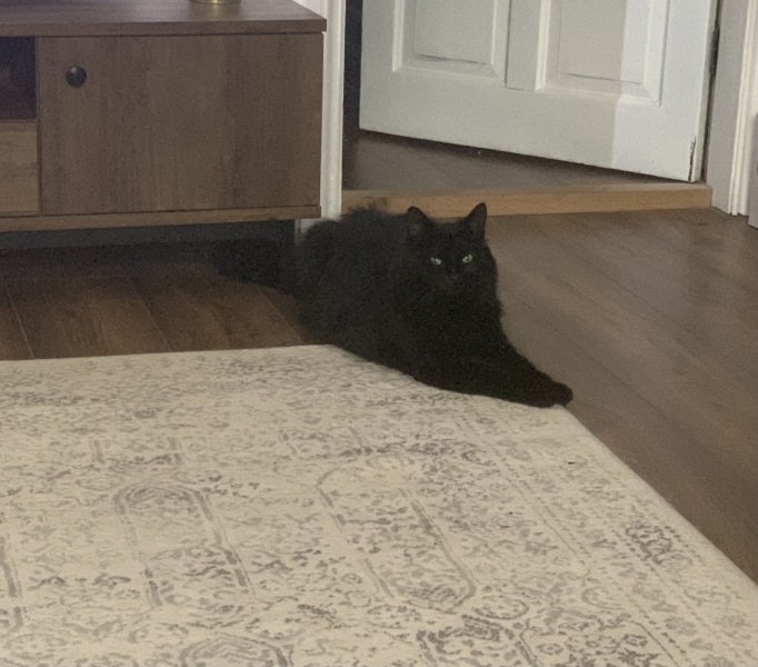 Gabapentin for extremely anxious cat?