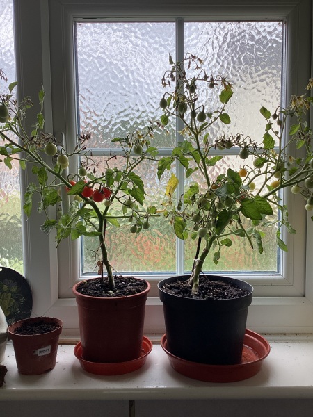 What have you done in the garden today? Part 5