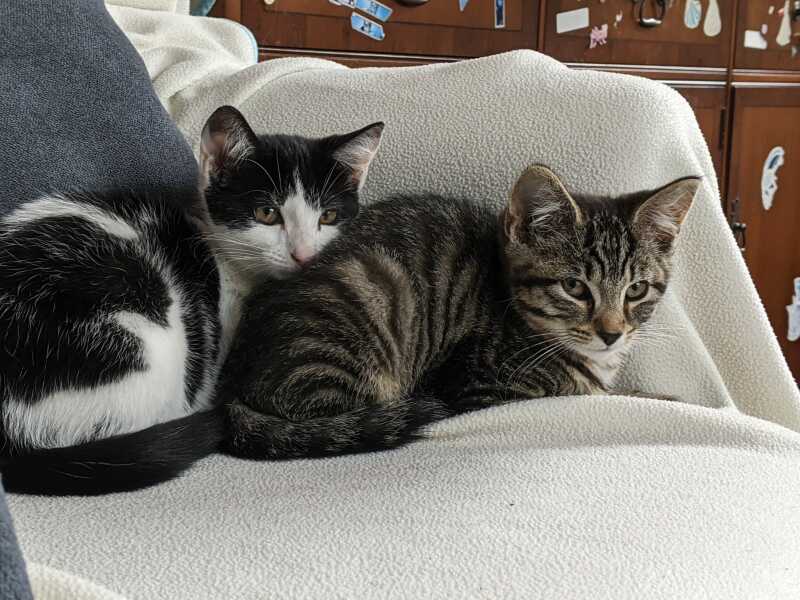 12 wk old rescue girls arriving tomorrow - help!