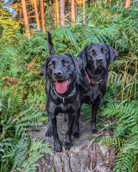 Puppy Survival Thread for New & Old Pups - Soon be Autumn 2024