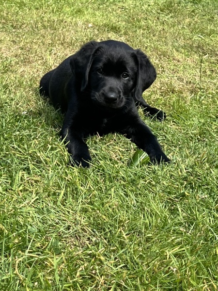Long lasting chews from 10 weeks