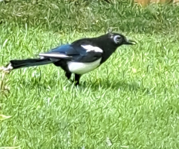 Thread 4 Starmer: Fighting back with brooms and community.