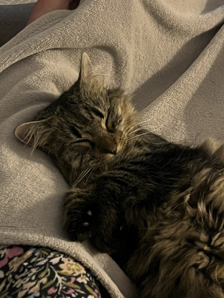 Keeping cat bum clean?