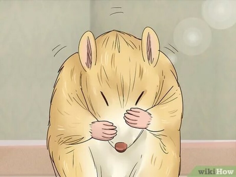 Aston, scraped vipers, gerbils and much more