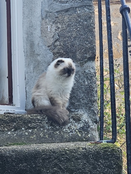 Passports, buckets and spades - the Excellent Cats go on their holidays