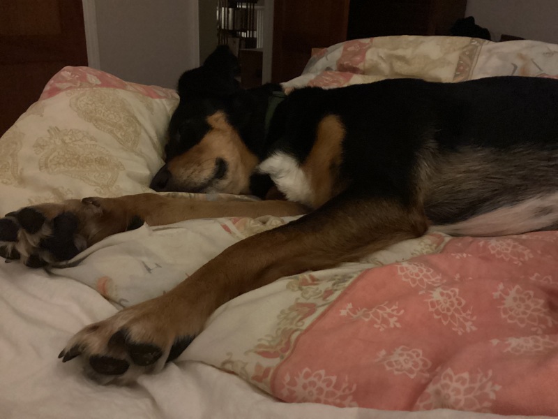 The Best Dog in the World