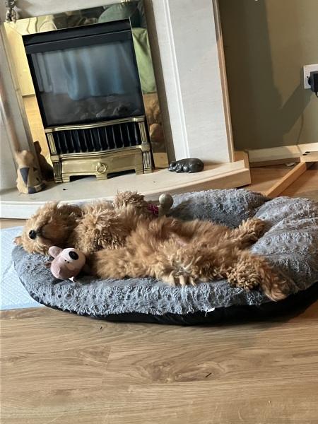 Puppy Survival Thread for New and Old Pups - Spring is around the corner!