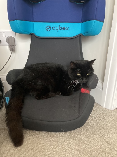 Passports, buckets and spades - the Excellent Cats go on their holidays