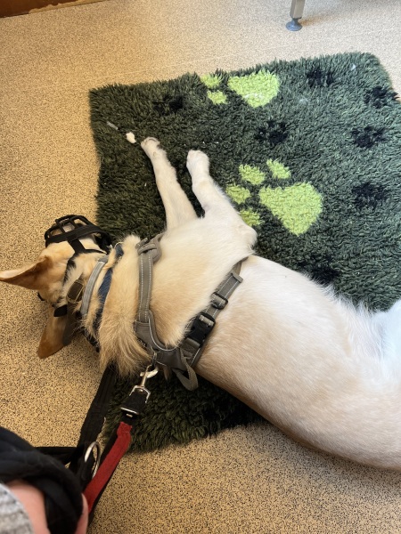 Stressing about dog going in to vets for sedation