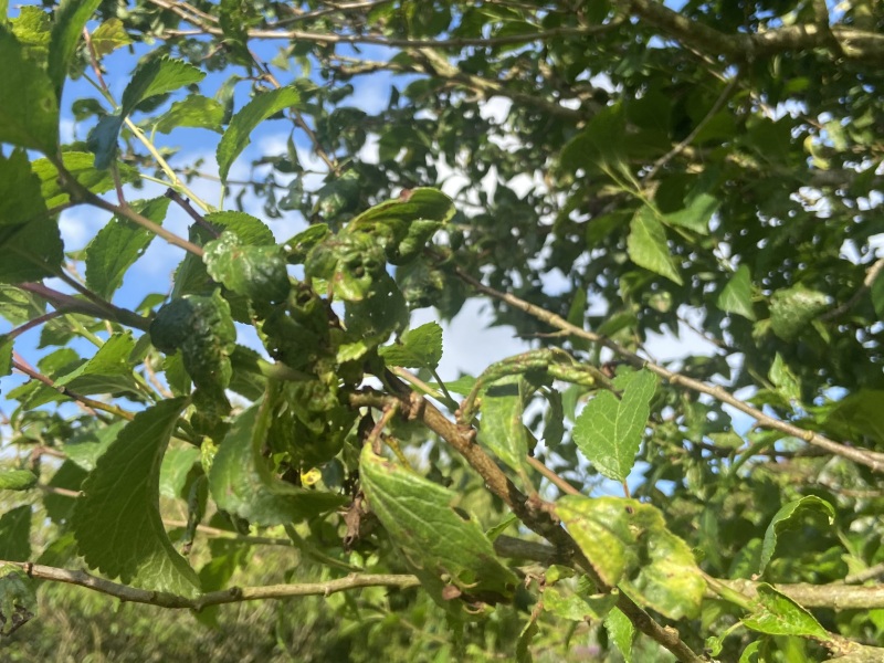 Damson trees struggling -advice please