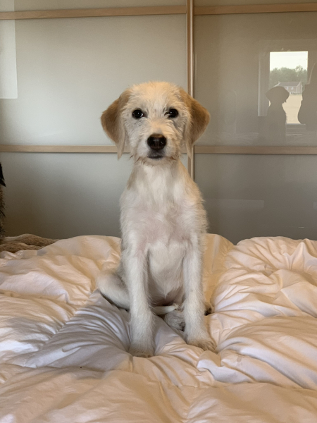 September’s Dog of the Month: Share Your Photos & Win £100! 🐾