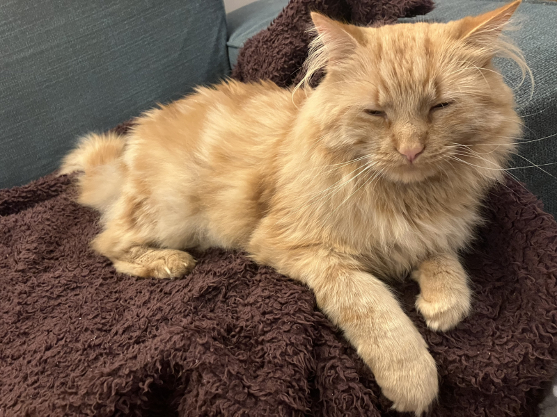 First family cat from rescue