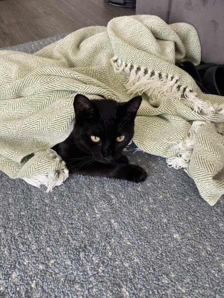 Thread 5 Starmer: keeping on keeping on