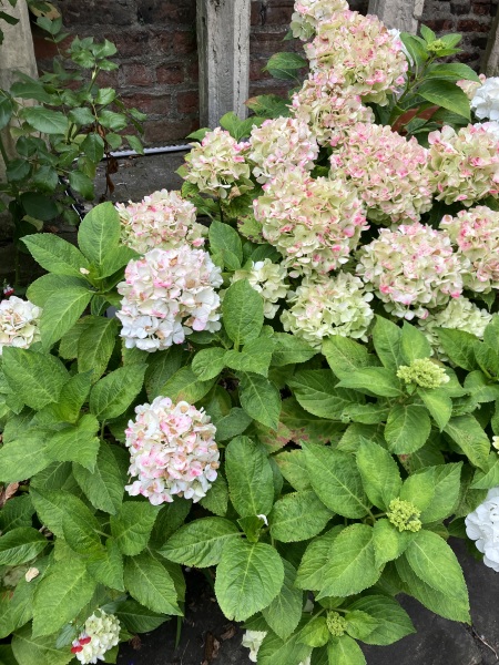 Can anyone tell me the name of this hydrangea?