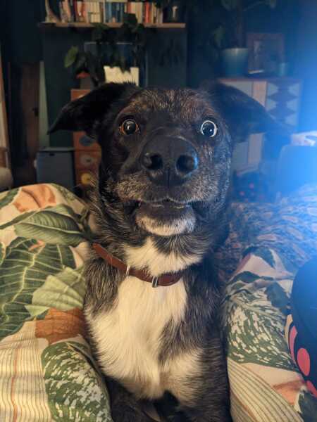 The Best Dog in the World