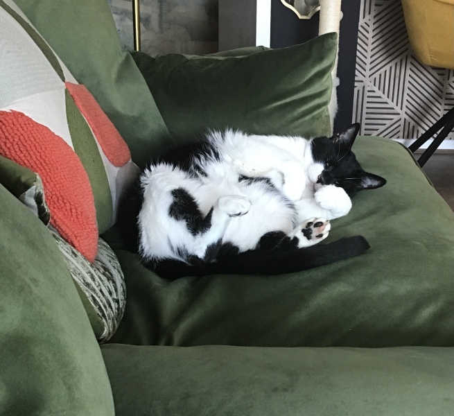 Can you train a cat? Can cats train you?