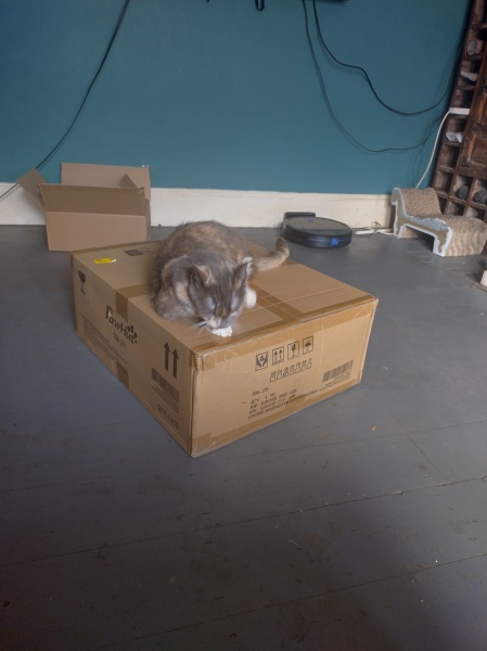 Passports, buckets and spades - the Excellent Cats go on their holidays