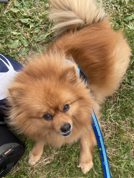 Thread 4 Starmer: Fighting back with brooms and community.