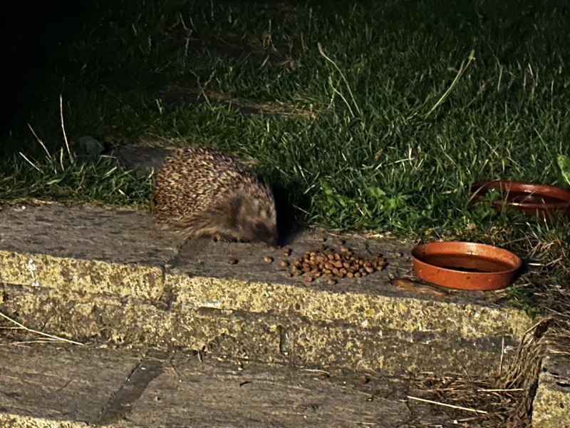 Thread 51 - Covid GCSE Cohort - Summer 24  - End of Uni Yr 2