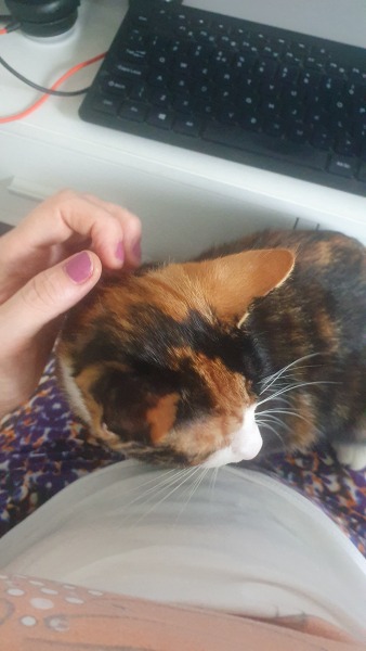 Bit of reassurance for my new rescue cat