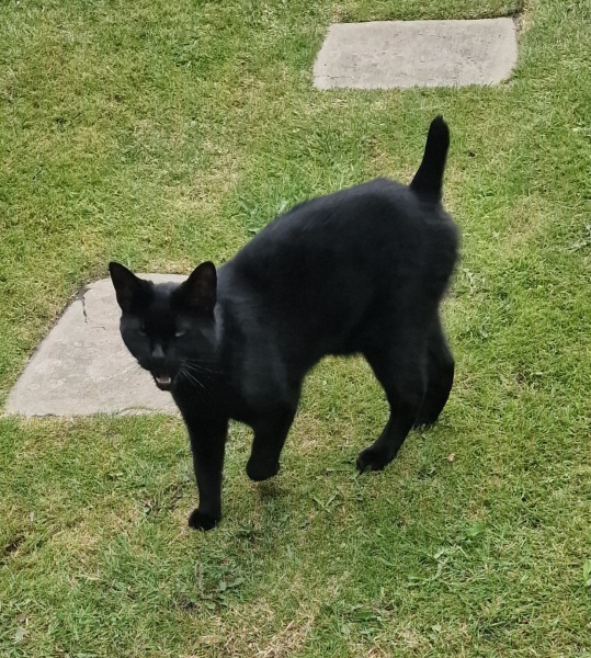 Thread 4 Starmer: Fighting back with brooms and community.