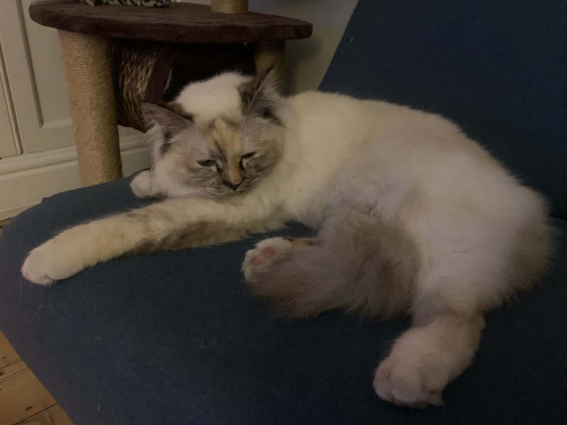 Birman cat desperate to be an outdoor cat