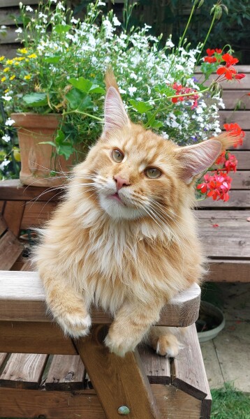How long before older cats stop attacking too-playful kitten?