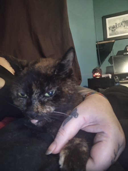 Passports, buckets and spades - the Excellent Cats go on their holidays